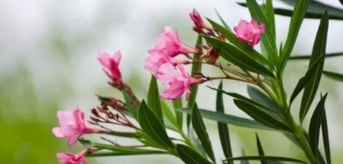 花语欲望——以玫瑰花为主题的探索（玫瑰花的花语揭示了欲望的多重面向与变化）