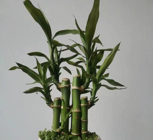 富贵竹（富贵竹的花语和寓意与生活息息相关）