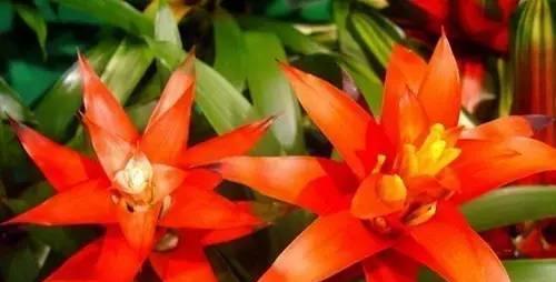 开心的花—以花语表达快乐（传递快乐的花语）
