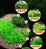 球藻繁殖方法是什么？繁殖时间和步骤图解？