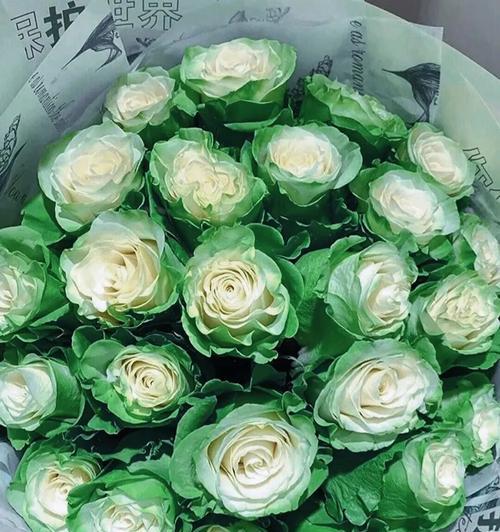 绿玫瑰花语的真正含义（揭开绿玫瑰的神秘面纱）