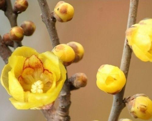 腊梅花有毒吗？室内养护需要注意什么？