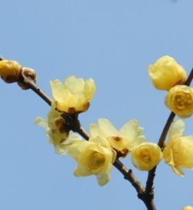 腊梅花有毒吗？室内养护需要注意什么？