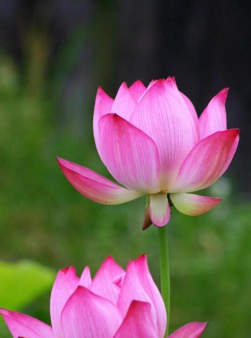 荷花的花语及美丽传说（水中仙子的芬芳永恒）