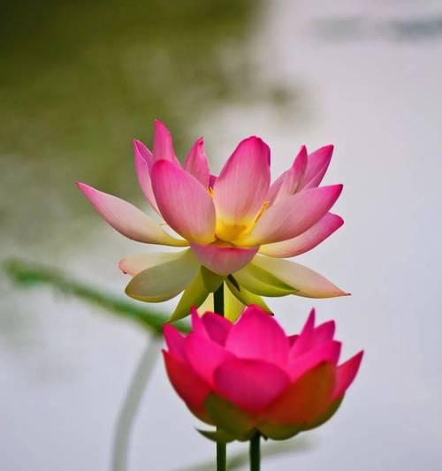 荷花的花语及美丽传说（水中仙子的芬芳永恒）