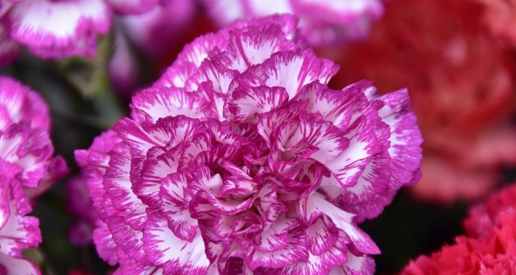 感恩之花——以菊花为主题的花语（感恩的花朵——菊花的深刻花语）