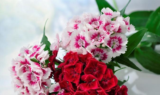 感恩之花——以菊花为主题的花语（感恩的花朵——菊花的深刻花语）