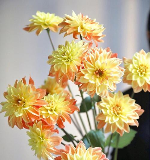 大丽菊花语浅析(探寻大丽菊花语的意义与传承) 大丽菊花语浅析(探寻大丽菊花语的意义与传承)