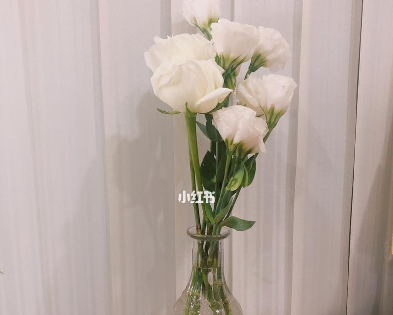 白色桔梗花的寓意与象征意义（清新纯洁）