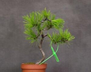 黄山松（揭示黄山松的意义与象征）