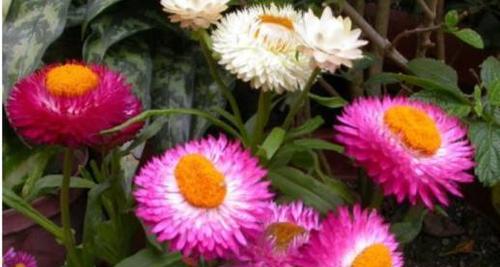 麦秆菊（揭开麦秆菊的花语与寓意）