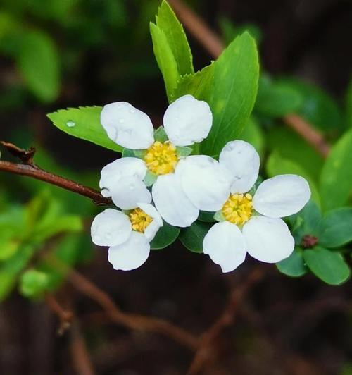 团结之花（以百合花为象征）