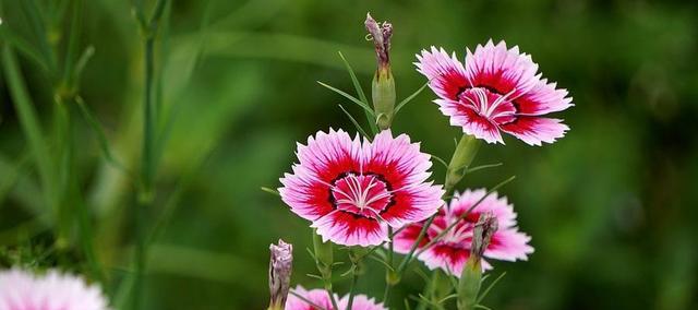 以蓝色风信子花代表希望的芬芳（用蓝色风信子传递心中的希冀）