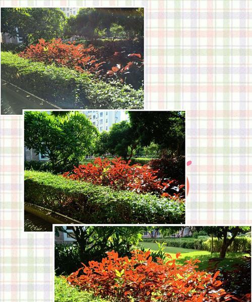 红背桂花的寓意与魅力（红背桂花）