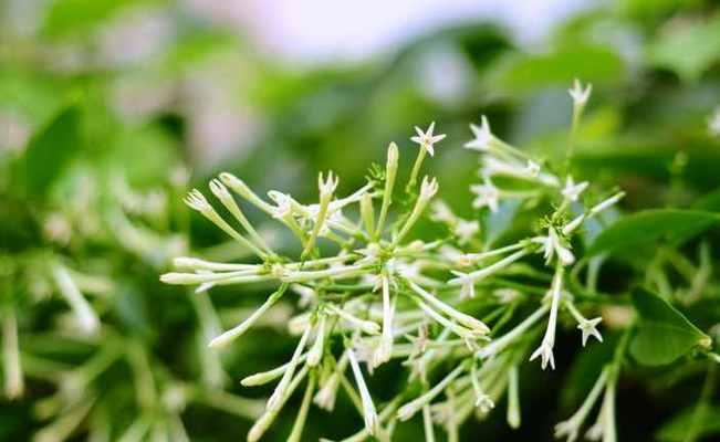 时钟花的花语——等待爱的绽放（时钟花的含义与象征）