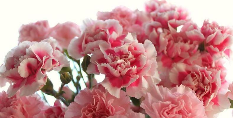 康乃馨花语的意义与寓意（康乃馨传递的深情与祝福）