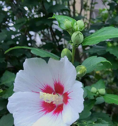 平凡花朵的美丽魅力（探寻平凡花朵背后的意义与力量）