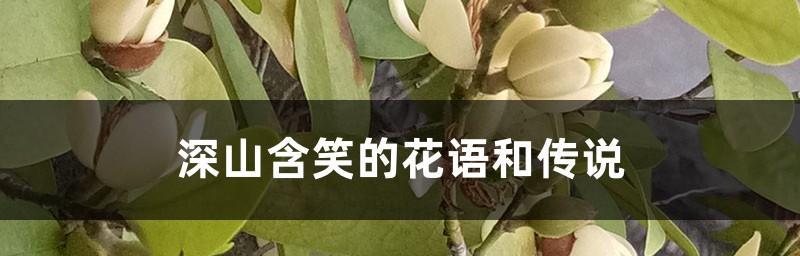 深山含笑的花语（以自然之美）