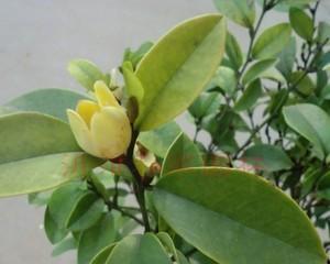 含笑梅的花期特点（探究含笑梅一年开几次花）