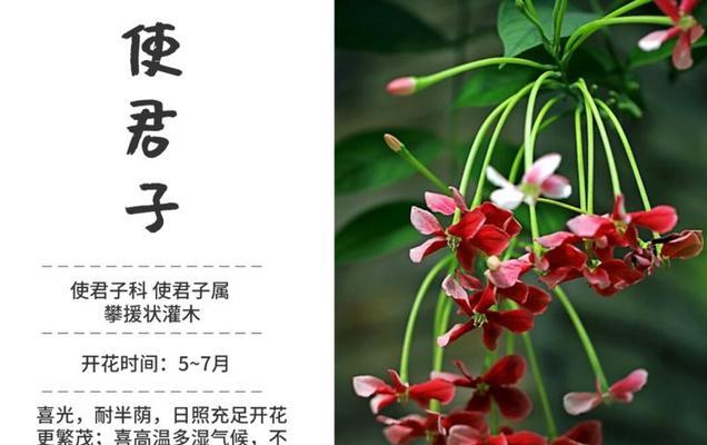 香雪兰（花语与寓意）