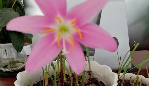 风雨兰不开花的原因（探究风雨兰不开花的原因及如何解决）