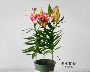 香水百合（如何选择合适的盆）