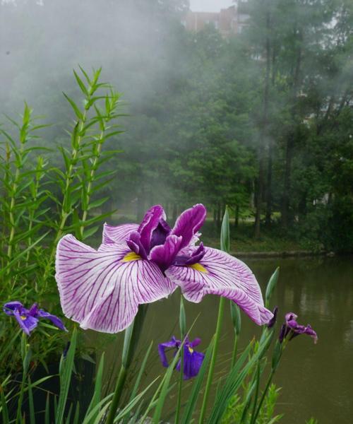 菖蒲的文化背景（从古至今）