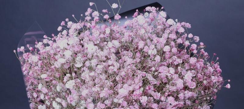 满天星的花语及其寓意（浪漫而神秘）