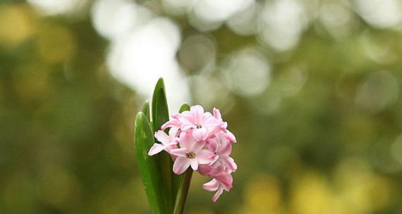 紫色风信子的花语和寓意（探索紫色风信子的神秘与美丽）