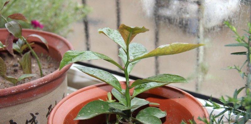 深根系花卉，优雅生长（探索深根系花卉的美丽与特点）