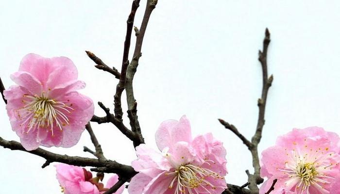 梅花之美（传递着勇气与独立的美丽花朵）