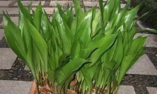 一叶兰的花语与生命之美（一叶兰——寓意高尚）