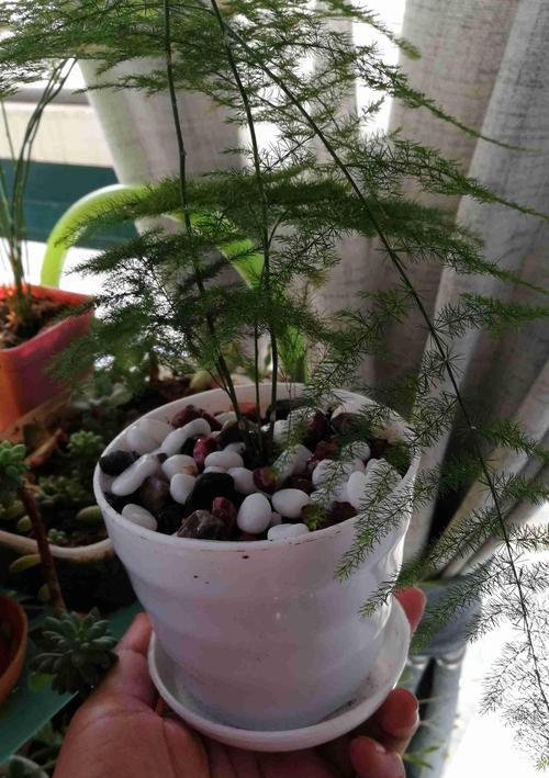 文竹的象征意义与寓意（探寻文竹的文化内涵和象征价值）