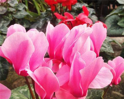 以仙客来寓意——揭开古代诗词中的隐喻之谜（神秘而多变的诗人笔下）