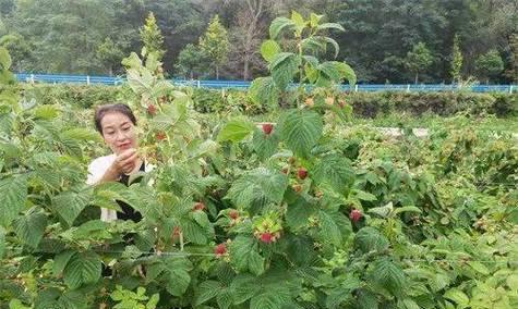 树莓产量高吗？——亩产量多少？（树莓种植是否值得投资）