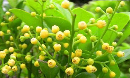 深情浪漫，花语告白（以何种花之花语诉说请爱我吧的真心）