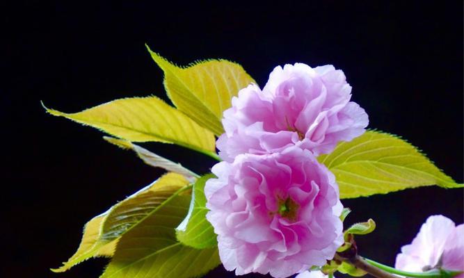 樱花诗的花语（樱花）
