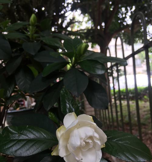 栀子花的花语与魅力（探寻栀子花的神秘魅力与象征意义）