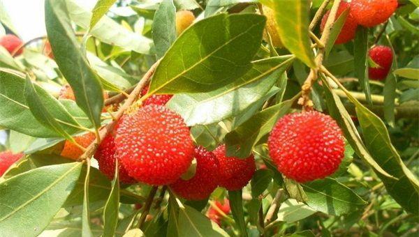 杨梅的药用价值及其药效（探究杨梅的药用功效及应用范围）