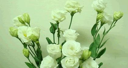 桔梗花花语与意义（探寻桔梗花的含义与美丽）