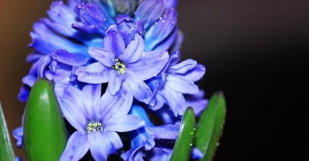 风信子花语的含义与意思（解读风信子的花语）