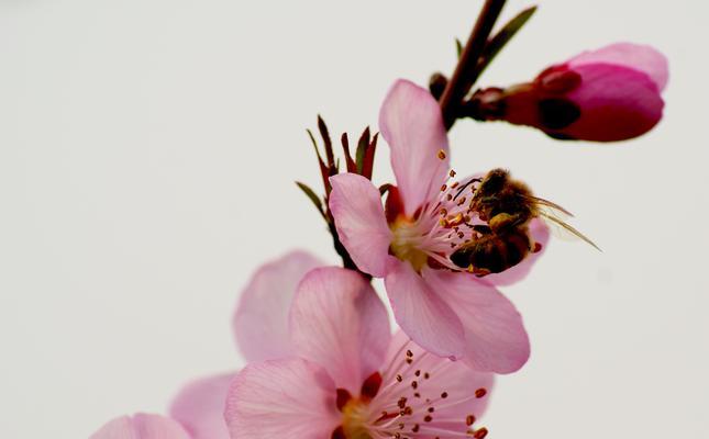 桃花的花语与象征意义（桃花花语传达的温暖与美好）