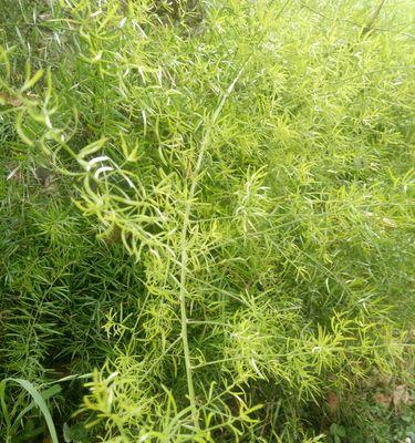天门冬果实的毒性及防范措施（天门冬果实有无毒）