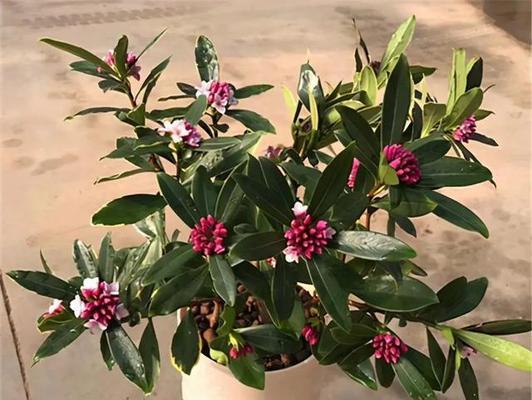 以瑞香花花语为主题的探索之旅（传递情感的神奇语言-瑞香花花语）