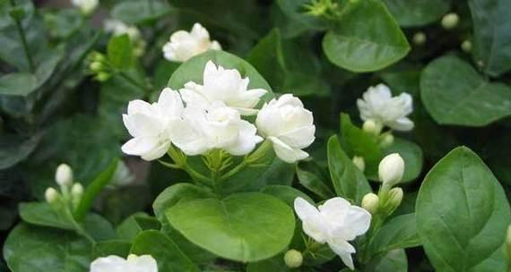 茉莉花的寓意与象征——花开寓意乐观向上（茉莉花的象征意义及其文化内涵）