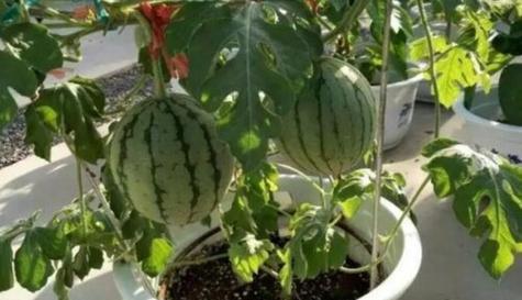 西瓜的最佳食用季节（畅享夏日）