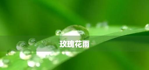 绿色玫瑰的花语（探索绿色玫瑰花语的意义与象征）