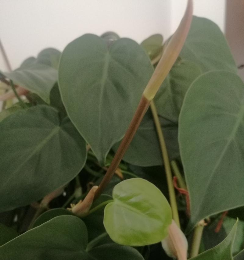 万年青开花的预兆——幸福与吉祥的象征（揭开万年青开花背后的预示意义）