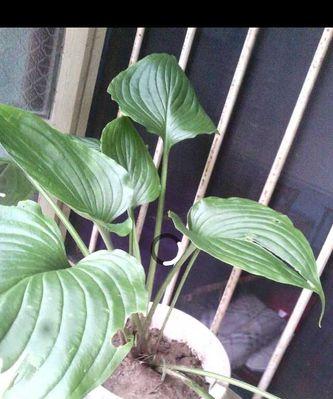 父爱如绿，植物代表父亲的深情（探寻植物象征父爱的美丽奥秘）