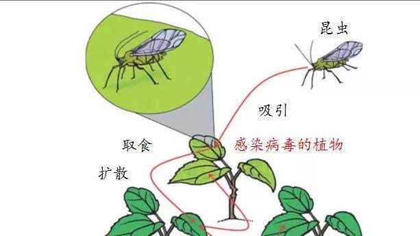 水稻钻心虫防治方法（掌握这些技巧）